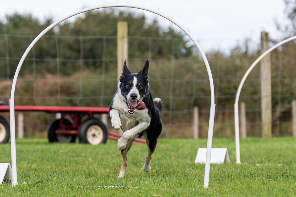 Border collie running through hoopers hoop