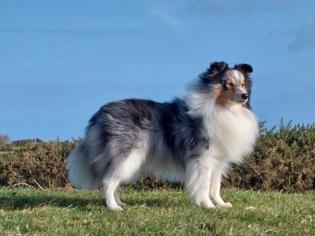 Blue merle Shetland Sheepdog standing