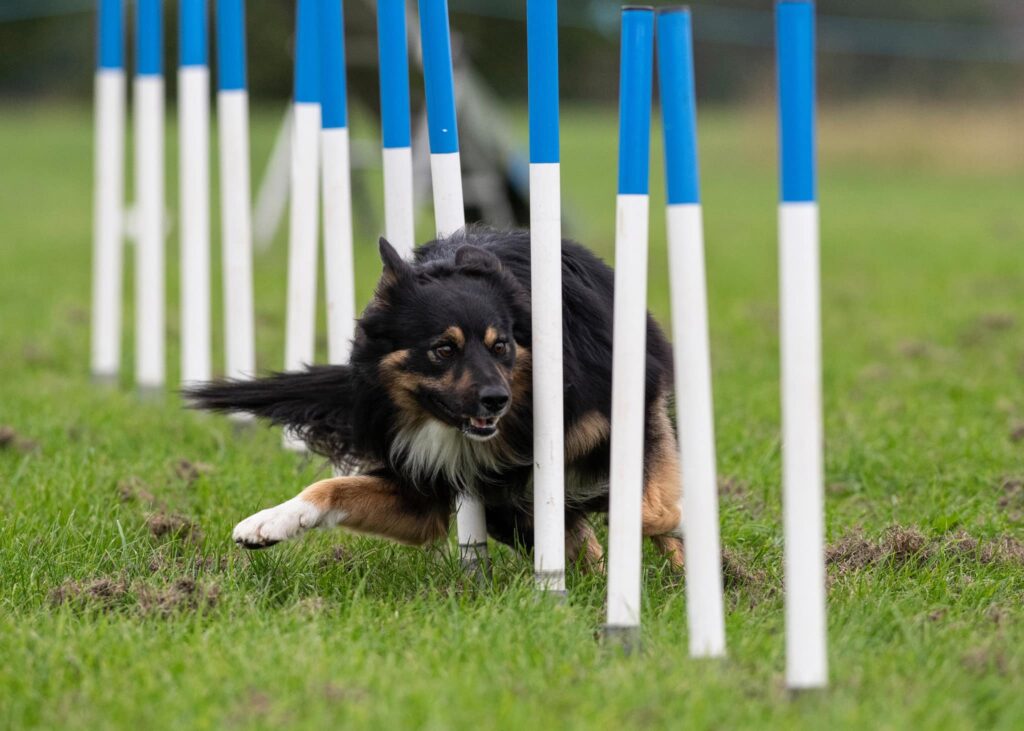 Border collie doing weave poles